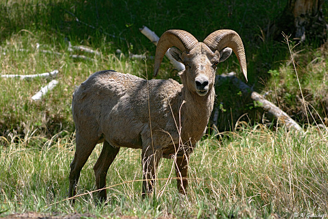 Bighorn Sheep